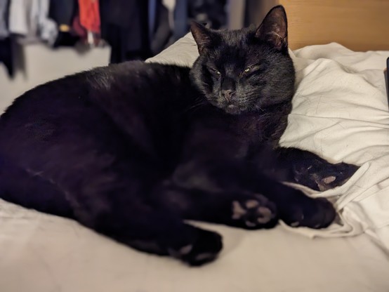 A Black, long-ish haired black cat chilling.