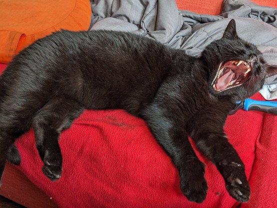 A black cat, flopped on his side on a red sofa, yawning wide as if roaring his superiority (which he probably was)