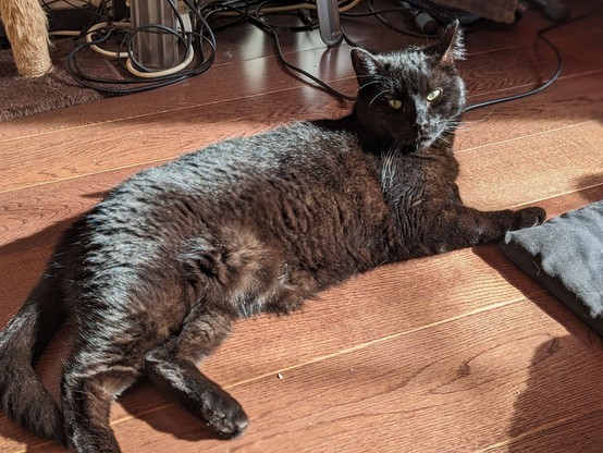 A big fluffy black cat flopped sideways on a wooden floor, in a sunny patch.