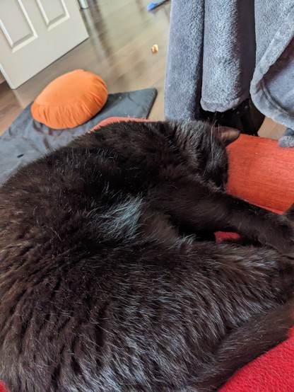 A black, fluffy plus-sized cat, curled sideways on the corner of an orange sofa