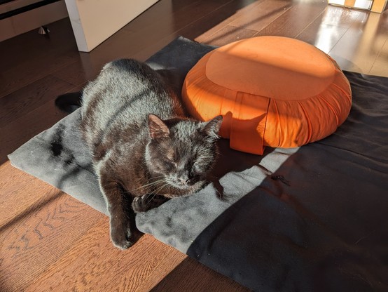 A black cat sunning his chonky self by an orange zafu, on a black meditation mat